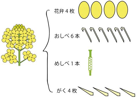 子房 成長|アブラナの花のつくり－中学 